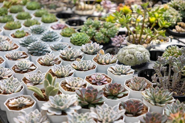 Sınırlı alan kentsel bahçe tasarımı bahçesi için sera bahçesinde sağlıklı dekoratif sulu koleksiyon.