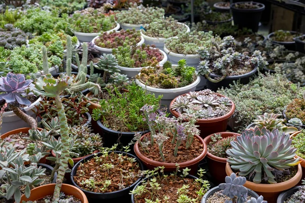 Sınırlı alan kentsel bahçe tasarımı bahçesi için sera bahçesinde sağlıklı dekoratif sulu koleksiyon.