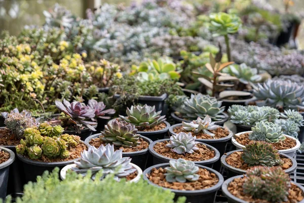 Sınırlı alan kentsel bahçe tasarımı bahçesi için sera bahçesinde sağlıklı dekoratif sulu koleksiyon.