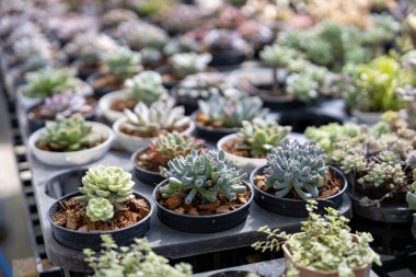 Sınırlı alan kentsel bahçe tasarımı bahçesi için sera bahçesinde sağlıklı dekoratif sulu koleksiyon.