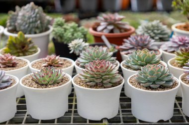 Sınırlı alan kentsel bahçe tasarımı bahçesi için sera bahçesinde sağlıklı dekoratif sulu koleksiyon.