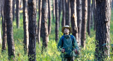 Asyalı yürüyüşçü çam ormanlarını keşfederken yürüyüş direğini kullanıyor. Arazi araştırmalarında nadir bulunan biyolojik çeşitliliği ve ekolojisti keşfediyor.