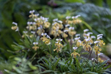 Kadının terlik orkidesi veya Paphiopedilum villosum Lindl Stein çiçeği, Güneydoğu Asya 'nın tropikal yağmur ormanlarına doğal epifit bitkisi olarak çiçek açıyor.