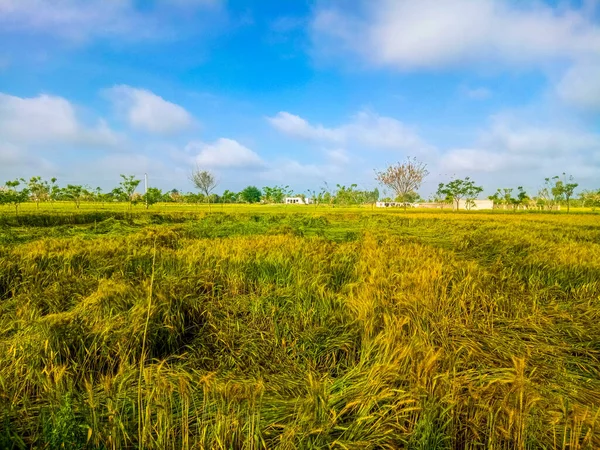 Yağmurdan hemen sonra buğday tarlası