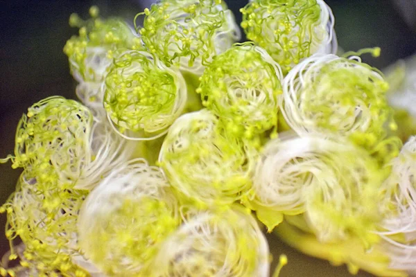 Rose yakın çekim makrosu yakalandı