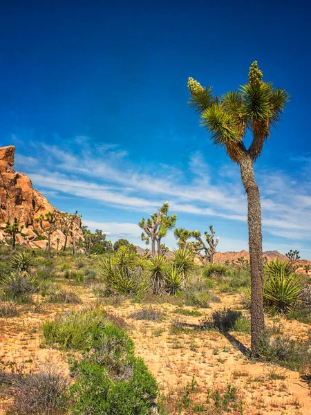 Joshua Tree Ulusal Parkı