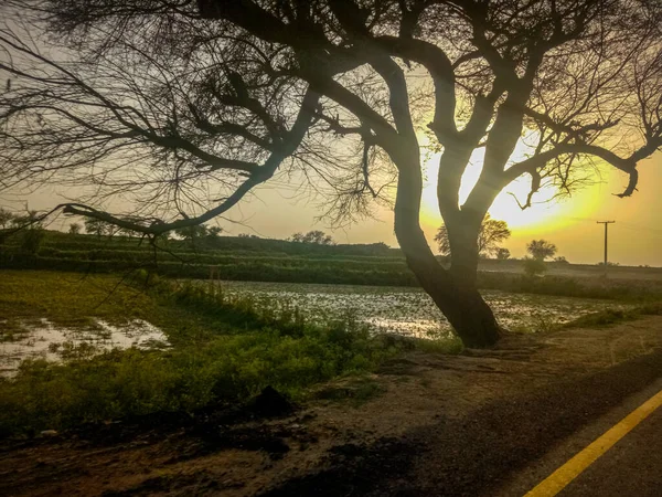 Sonnenuntergang Auf Den Feldern Mit Altem Baum — Stockfoto