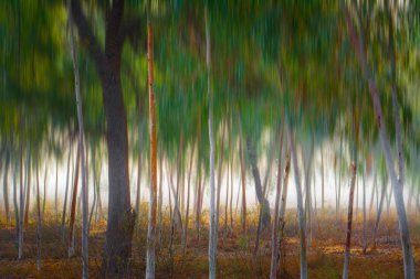Parlayan orman ve ağaçlar sabah