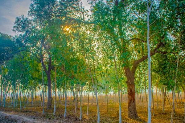 Orman güzelliğinde bir sabah