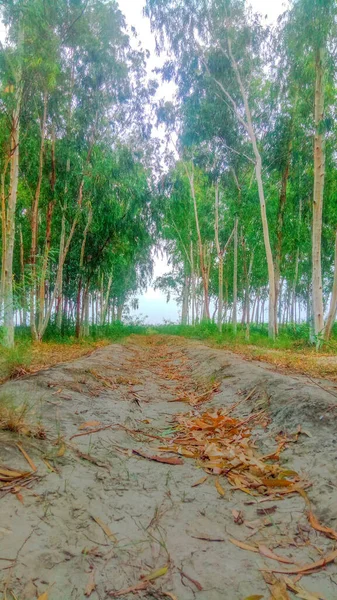 Orman güzelliğinde bir sabah.