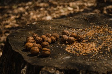 forest lunch for squirrels