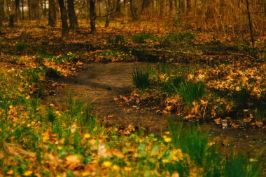 beauty in details (Bachansky park)