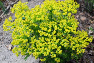 Sarı Alyssum 'da Cetonia aurata