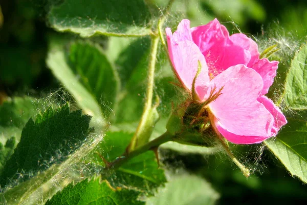 Divoká Růže Pavučině — Stock fotografie
