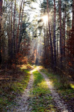 Sonbahar ormanının sonlarında sihirli patika
