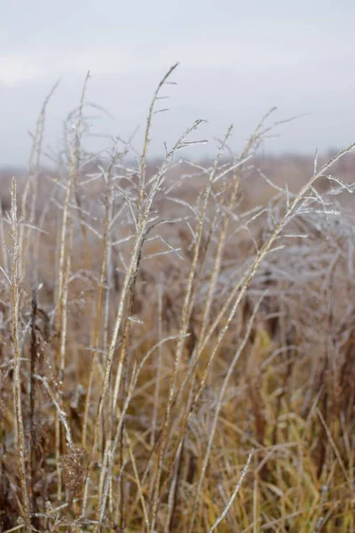Das Hohe Trockene Gras Fror Eisigem Feld — Stockfoto