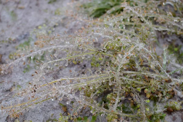 Kışın buzlu çimenler
