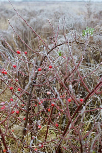 Kış mevsiminde buz gibi bir tarlada buzlu gül çalısı