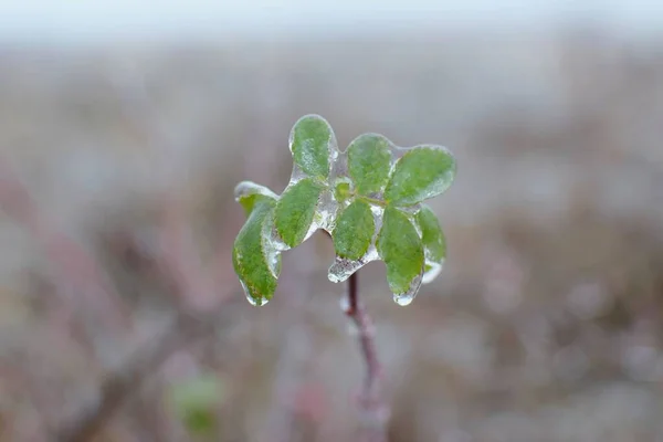 Kışın buzlu yeşil yapraklar