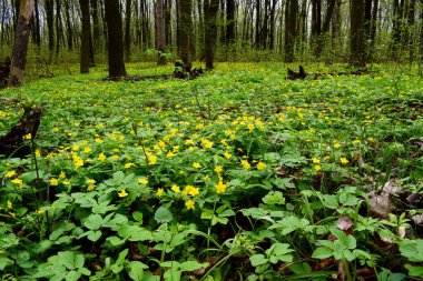 Anemone 'nin sarı çiçekleri Ukrayna' daki bahar ormanlarında