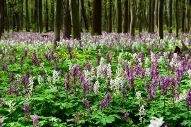 Ormanda mor ve beyaz Corydalis 'in bahar manzarası