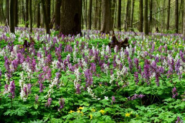 Ormanda muhteşem mor ve beyaz Corydalis
