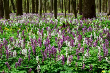 Ormanda parlak mor ve beyaz Corydalis