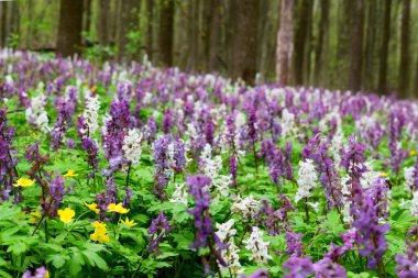 Ormanda muhteşem mor ve beyaz Corydalis