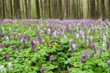 Güzel bahar ormanında Mor ve beyaz Corydalis 