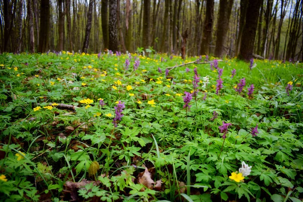 Piękne Wiosenne Kwiaty Ukraińskim Lesie Bajki — Zdjęcie stockowe