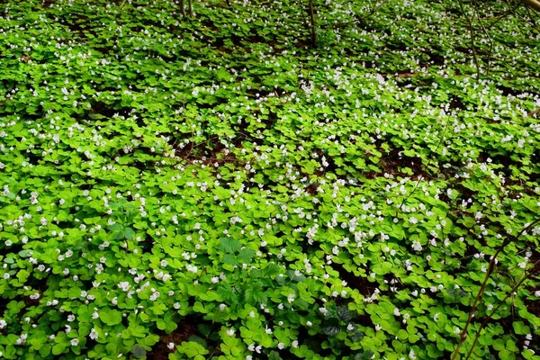Ukrayna ormanında Oxalis asetosellasının gizemli beyaz çiçekleri