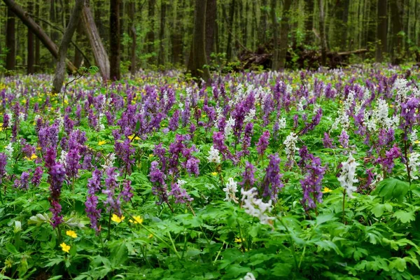Increíble Primavera Bosque Ucraniano Corydalis Púrpura Blanca —  Fotos de Stock