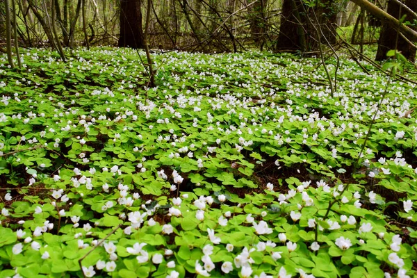 Ukrayna ormanında Oxalis asetosella 'nın beyaz çiçekleri
