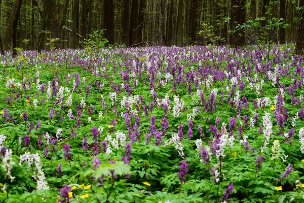 Ukrayna ormanlarında muhteşem bir bahar, mor ve beyaz Corydalis