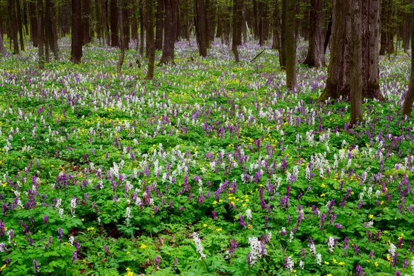 Niesamowita Wiosna Ukraińskim Lesie Fioletowo Białe Corydalis — Zdjęcie stockowe