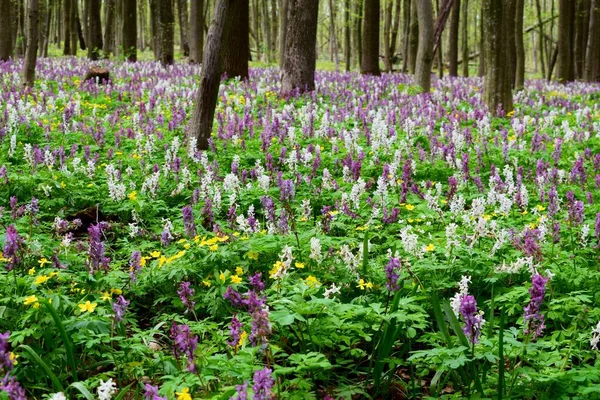 Piękna Wiosna Ukraińskim Lesie Fioletowo Białe Corydalis — Zdjęcie stockowe