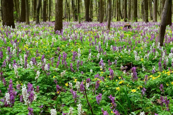 Wiosna Ukraińskim Lesie Fioletowo Białe Corydalis — Zdjęcie stockowe