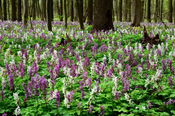 Ormanda gizemli mor ve beyaz Corydalis