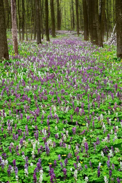 Bardzo Piękne Fioletowo Białe Corydalis Lesie — Zdjęcie stockowe