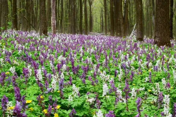 Ormanda inanılmaz mor ve beyaz Corydalis