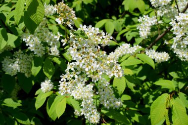 Bahar ormanlarında tropinota hirta böceğiyle çiçek açan güzel Prunus padus.