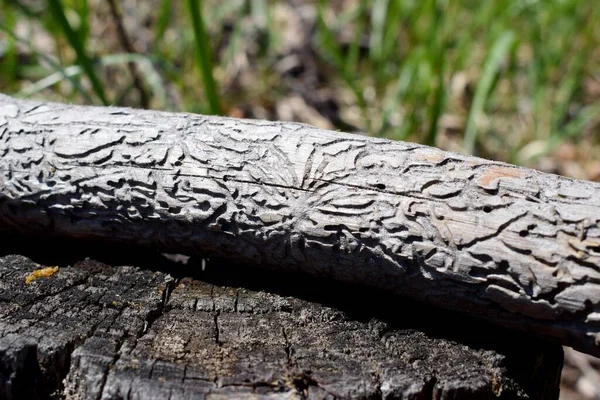 Böceklerin yediği kuru sopanın üzerindeki güzel desenler.