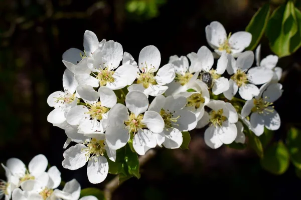 Bahar ormanında yabani armutların inanılmaz çiçek açması