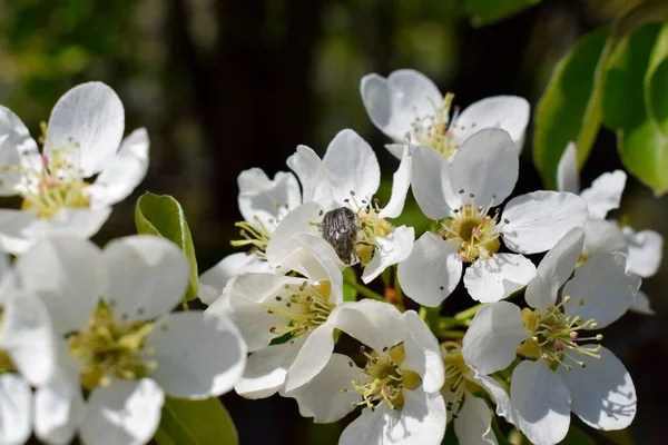 Tropinota hirta böceği bahar ormanında bir armut çiçeğinin üzerinde