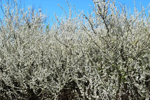 Bahar ormanındaki kara dikenli çalıların sevimli çiçekleri.