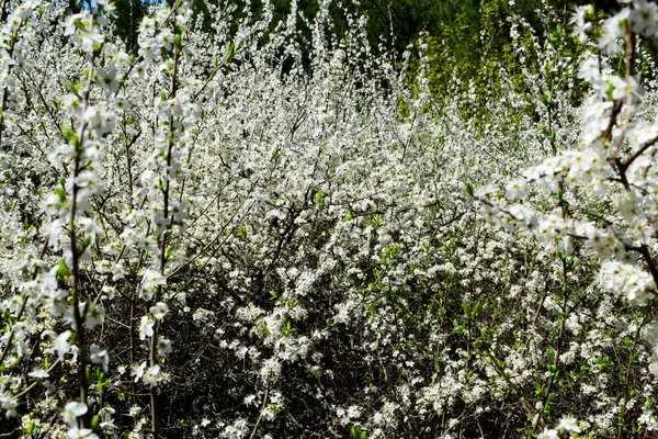 Bahar ormanında çiçekli muhteşem kara diken çalıları