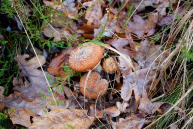 Sonbaharda ormanda düşen meşe yapraklarındaki mantarlar
