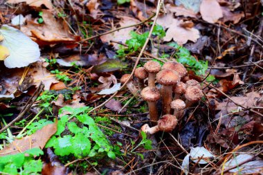 Sonbaharın sonlarında ormanda donmuş mantarlar