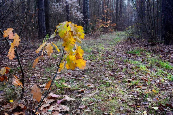 Sonbaharın sonlarında güzel bir orman manzarası. Young Oak sarı-yeşil yapraklarla kaplıdır.