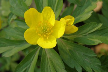 Anemone ranküloidlerinin güzel çiçekleri